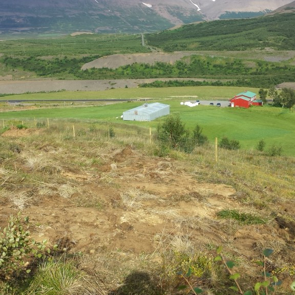 Um miðjan ágúst var bæjarhóllinn við Skóga girtur af